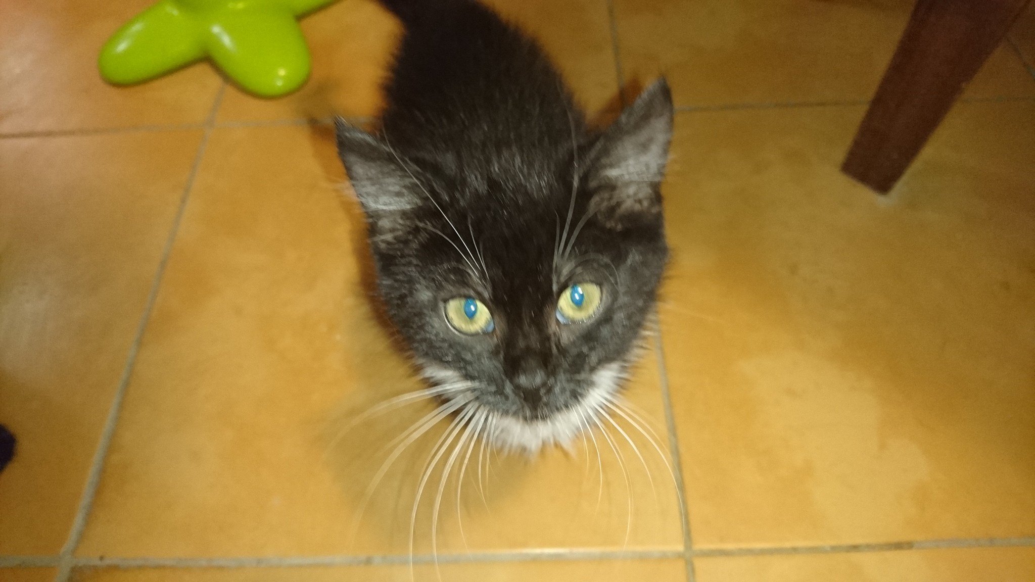 15252497_716877621810177_599775517474269836_o