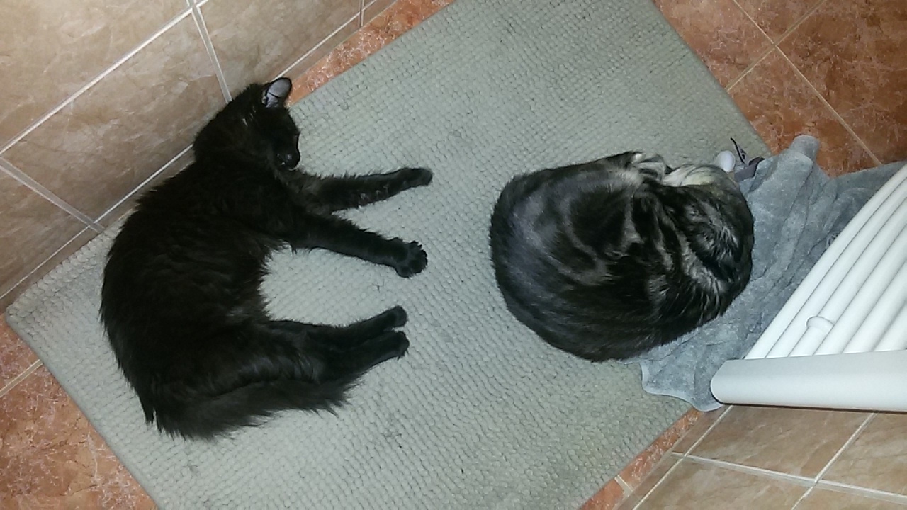 15252529_715573765273896_723173766744133179_o