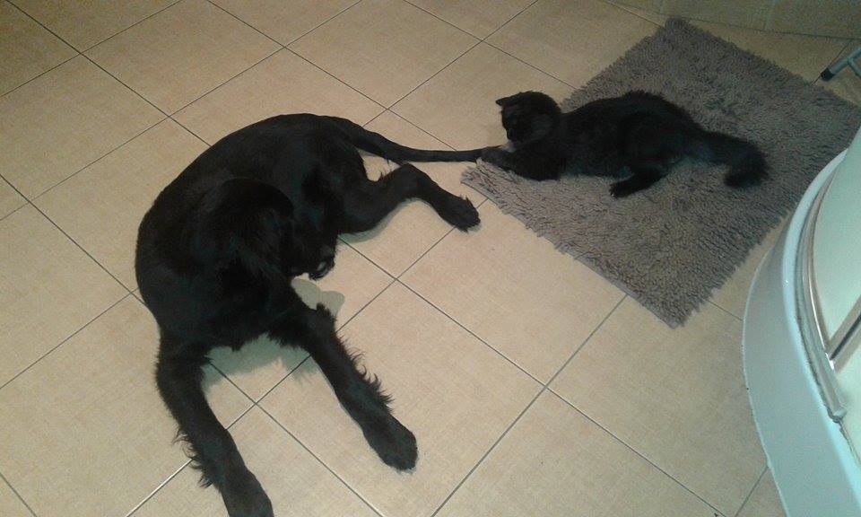 15253462_716624698502136_2317707478595820000_n