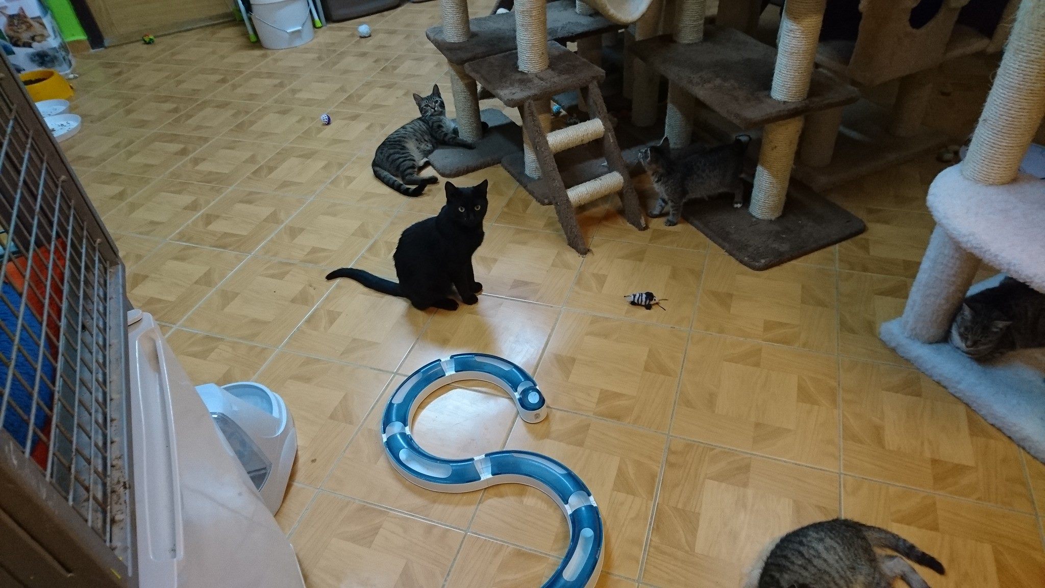 15259279_715321728632433_7078192507120408136_o