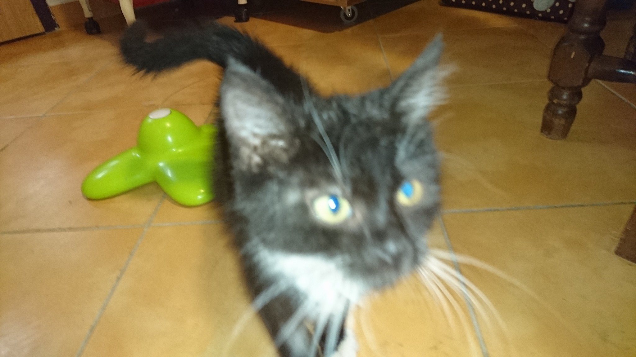 15259284_716881431809796_7499422609188598361_o