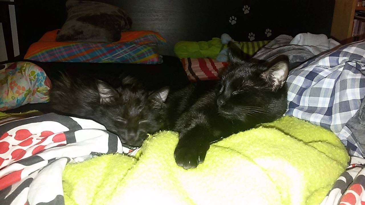 15259361_715573731940566_6879549870977393828_o