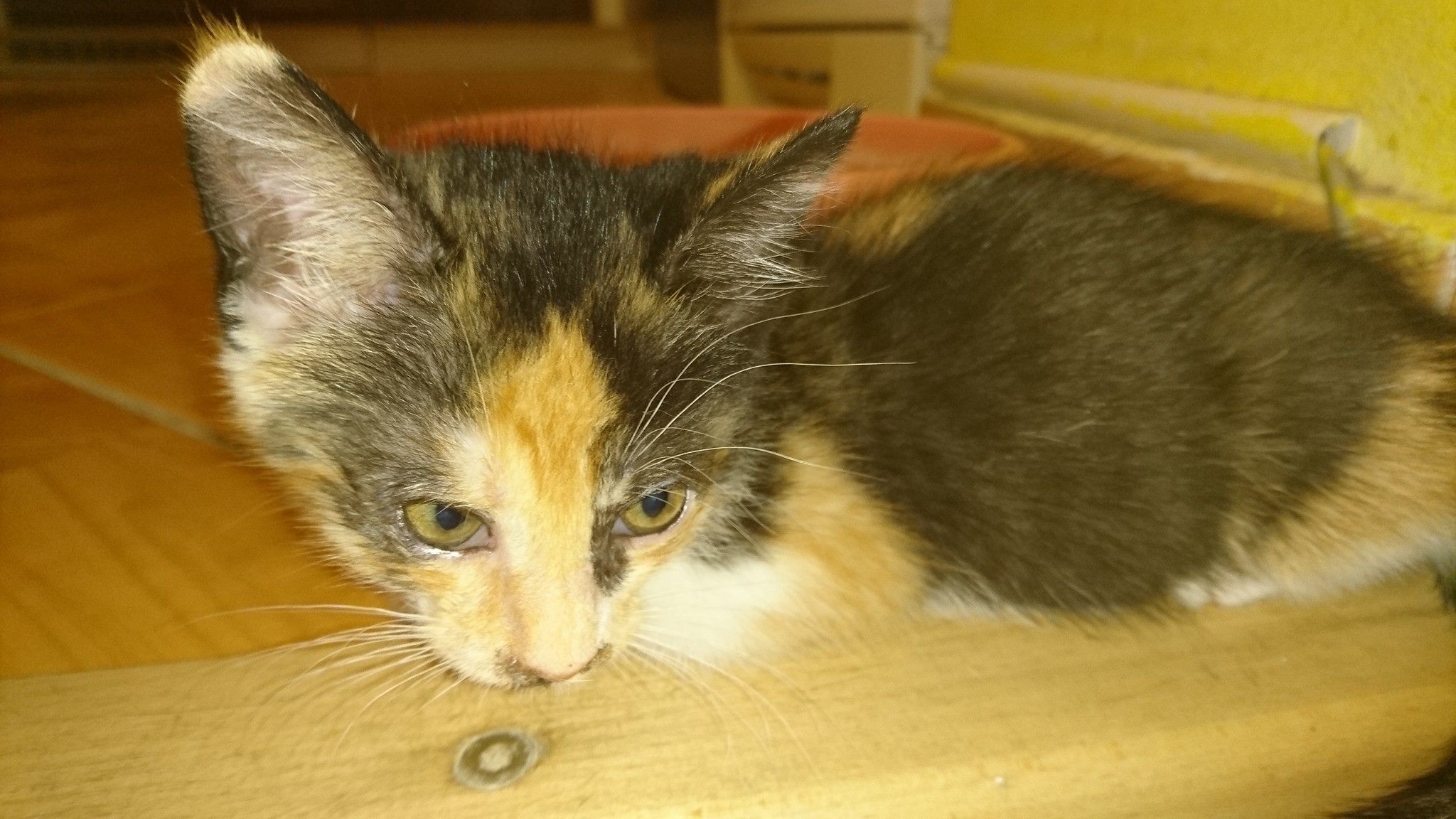 15259514_716882818476324_2227032958588124638_o