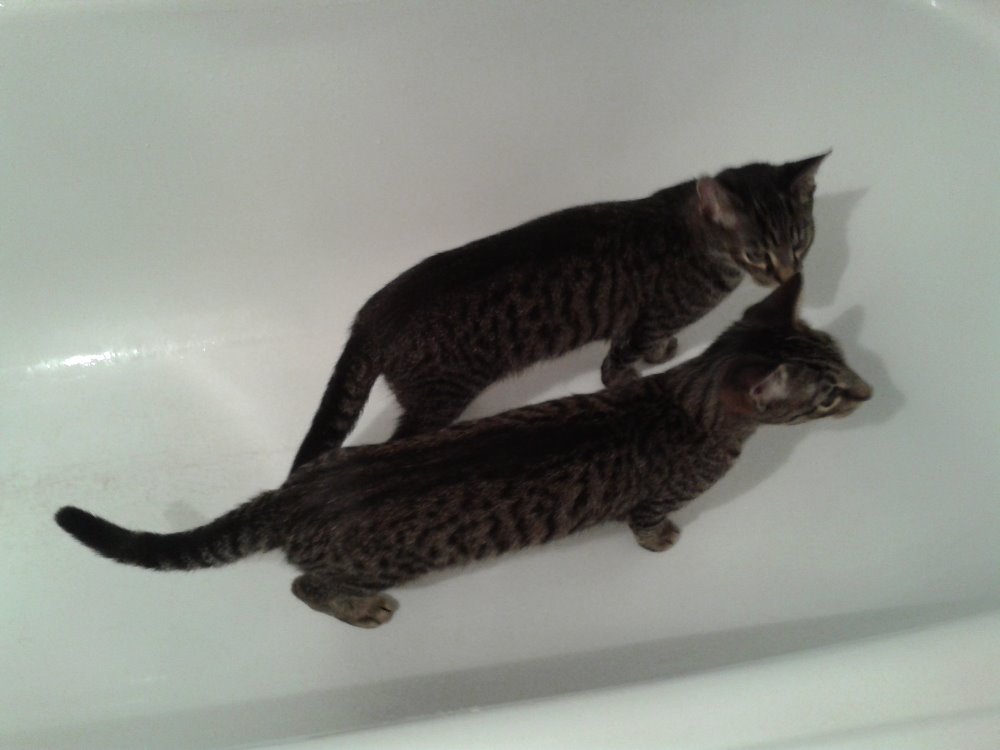 15259615_716617525169520_7010966614656479562_o