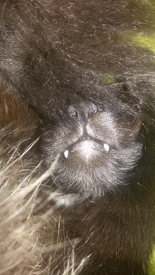 15267904_715573715273901_3438651050389346357_n