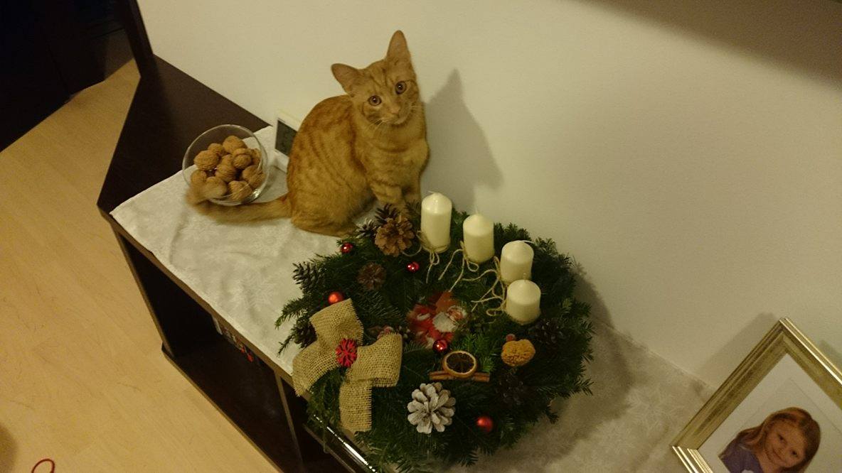 15271233_10207743542695668_1060592739_o