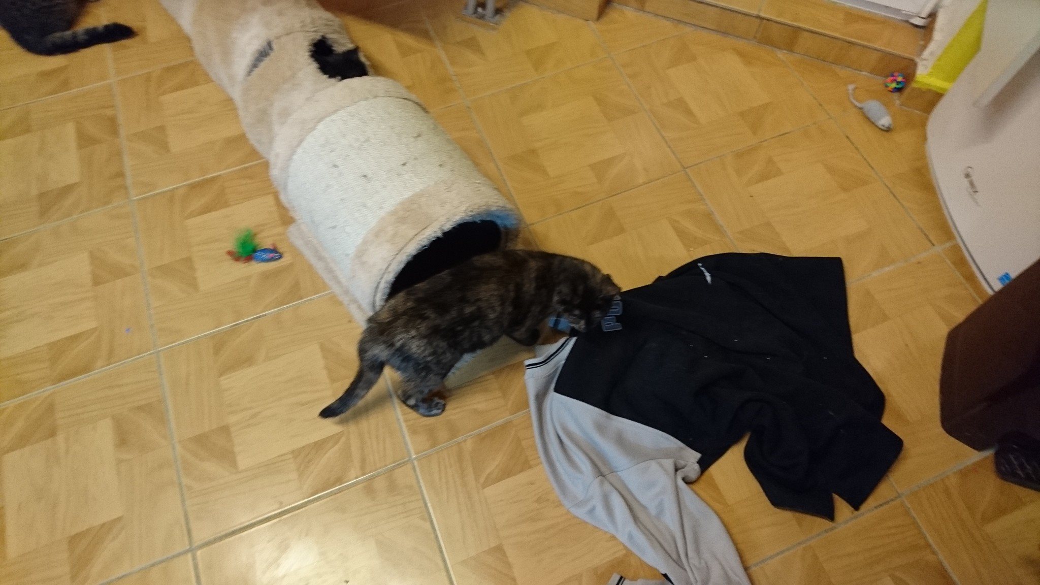 15271772_715321551965784_5610900153922934578_o