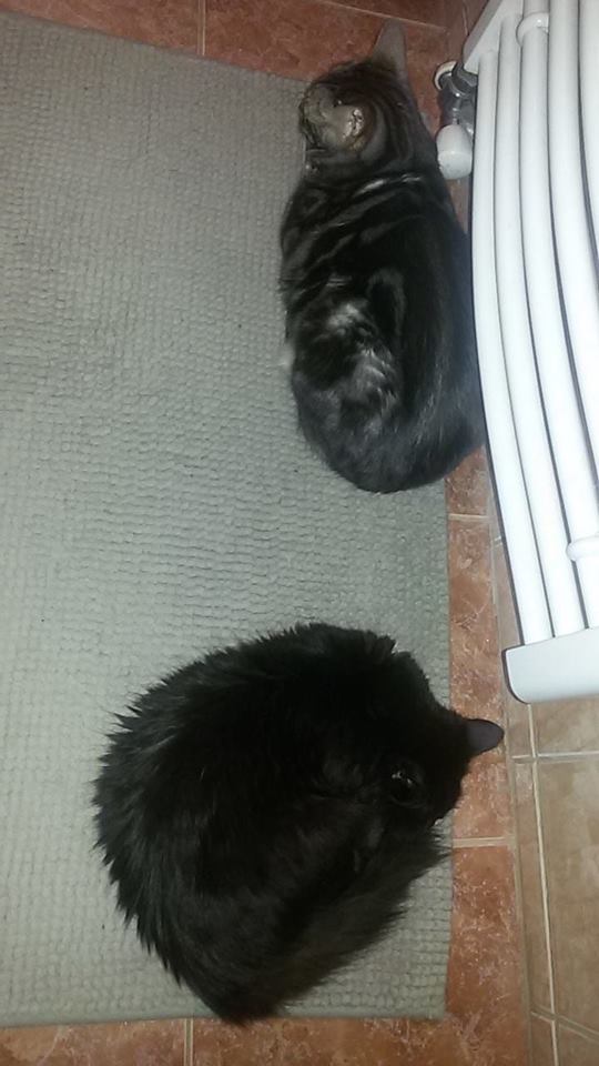 15284017_715573795273893_7565101806941003219_n