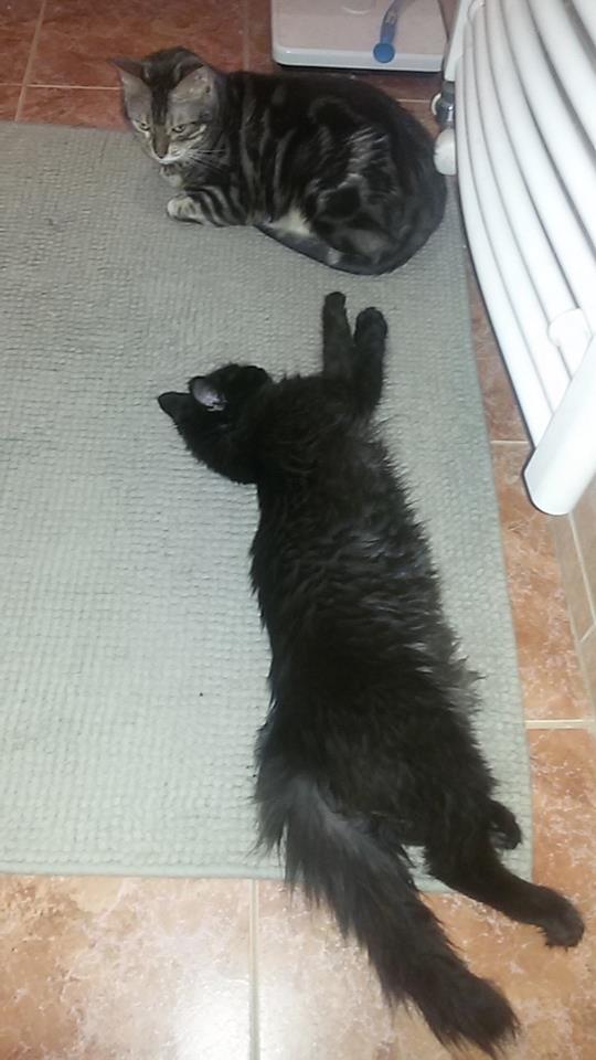 15284849_715573875273885_8876044043294136133_n