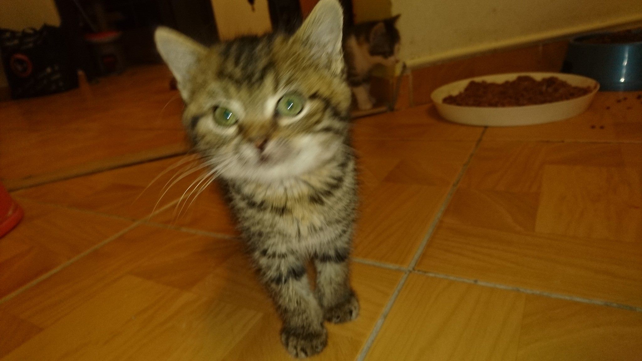 15288526_716877938476812_7538304649123952825_o