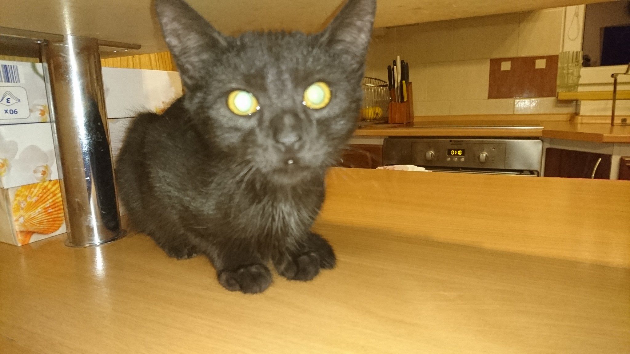 15288588_716881258476480_1555328966082154981_o