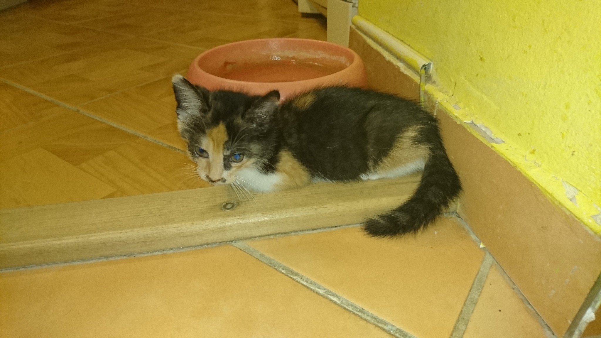 15289147_716883008476305_2637484447903066891_o