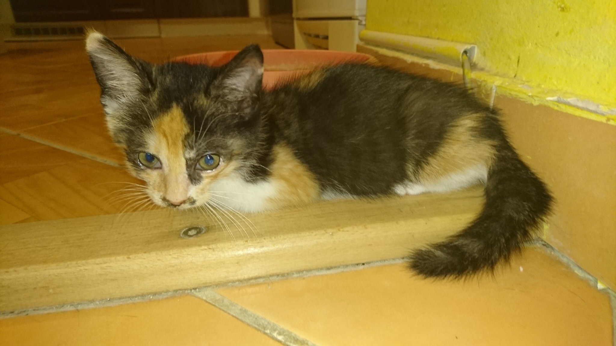 15289317_716882591809680_8781992358591155458_o