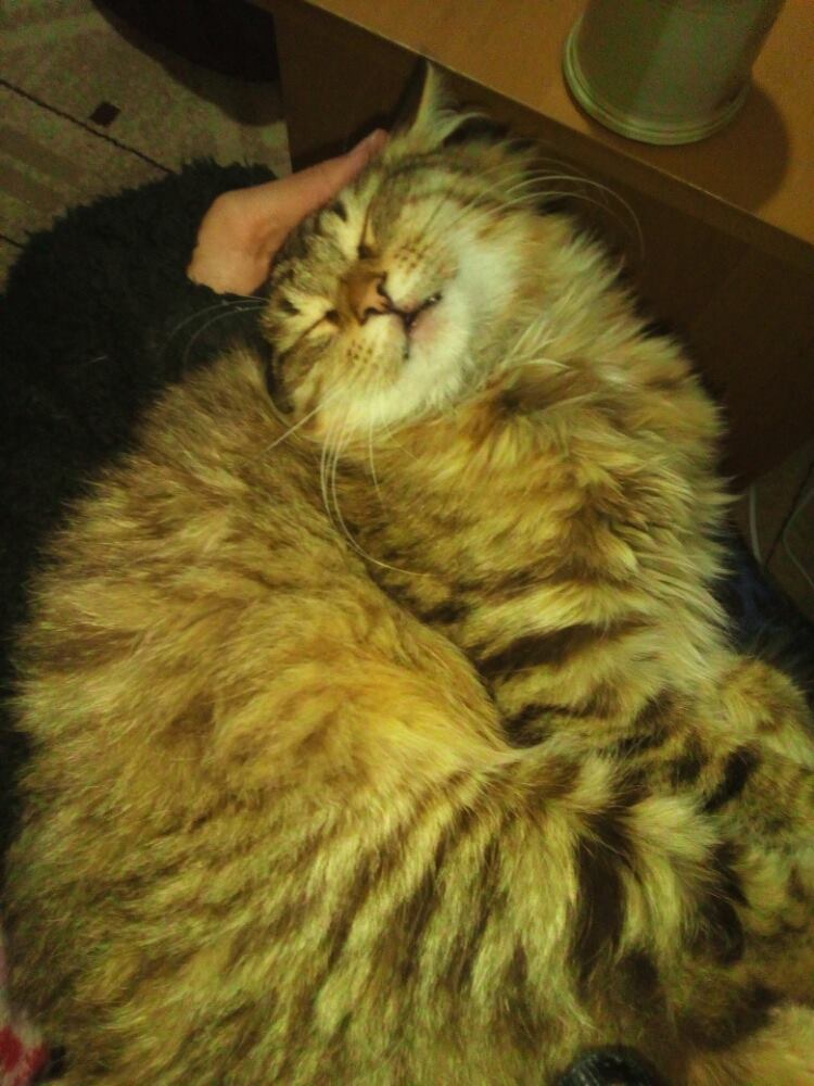 15303803_465918440245135_523565983_o