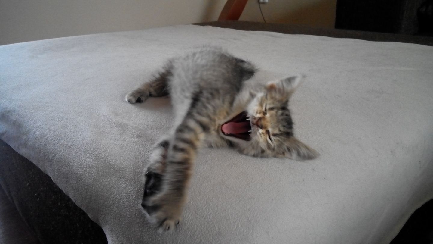 15304283_716801615151111_4320952208265553488_o