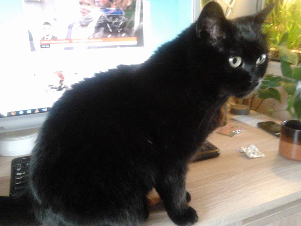 15317994_716612865169986_399862739184371946_n