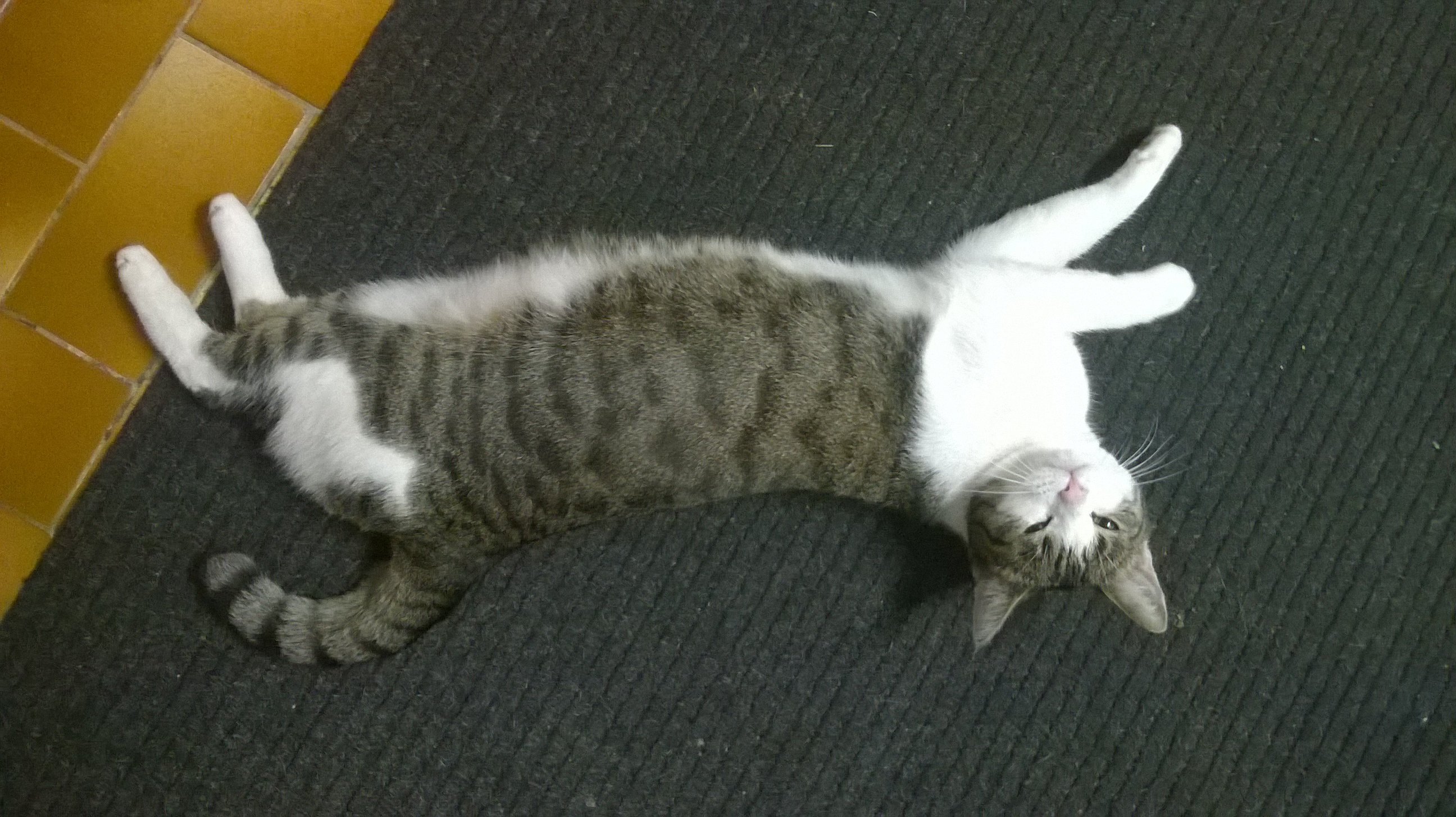 wp_20161112_20_53_25_pro