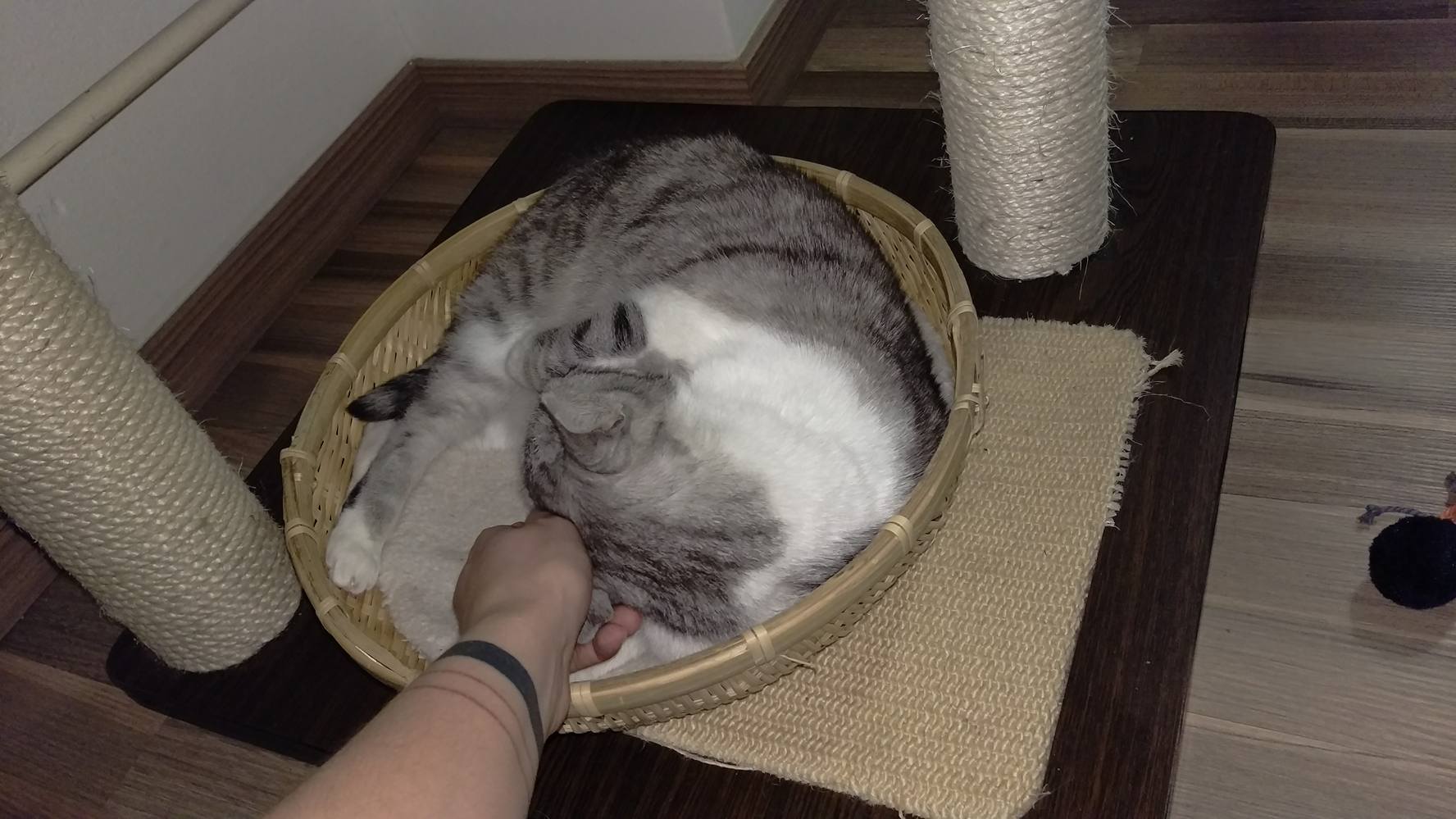 15293364_1646270562056589_743375765_o