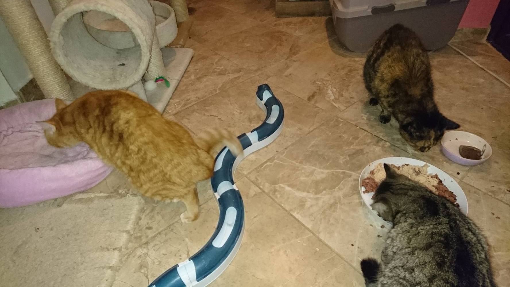 15304297_720643071433632_3684845355612489682_o