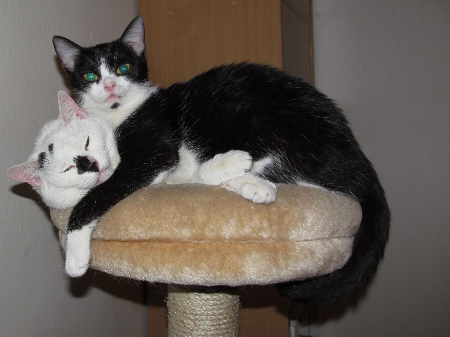 15325271_723071814524091_6489890393049006151_o