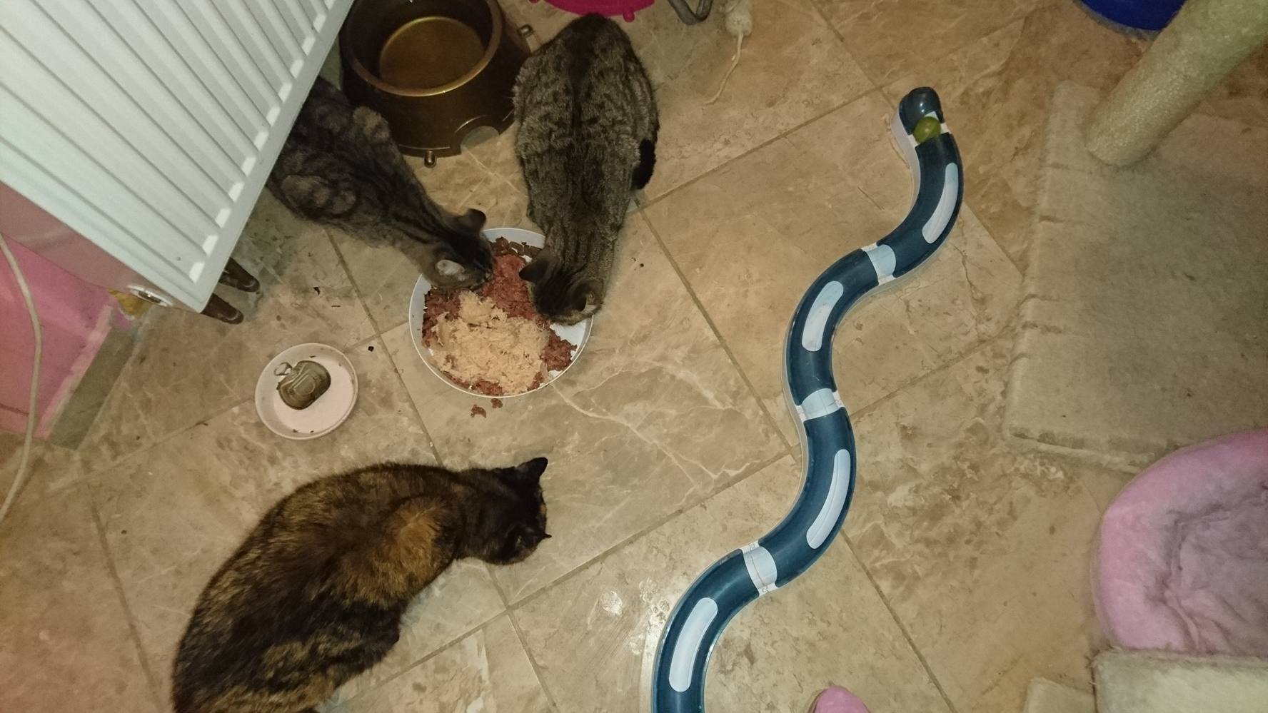 15326119_720643024766970_7477262065511408987_o