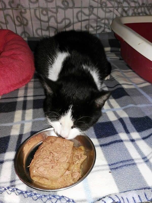 15337547_718614731636466_4527823704876683587_n