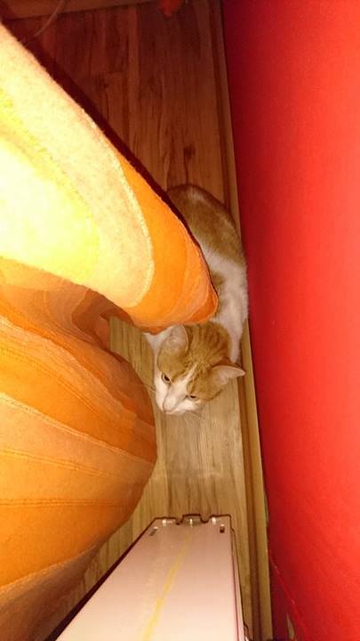 15338783_720643178100288_780874047072651181_n