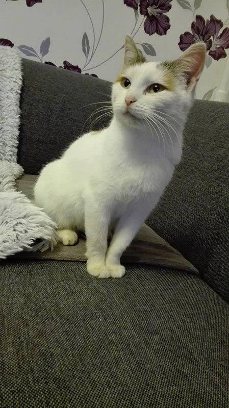 15356058_10208321514823139_216730719_n