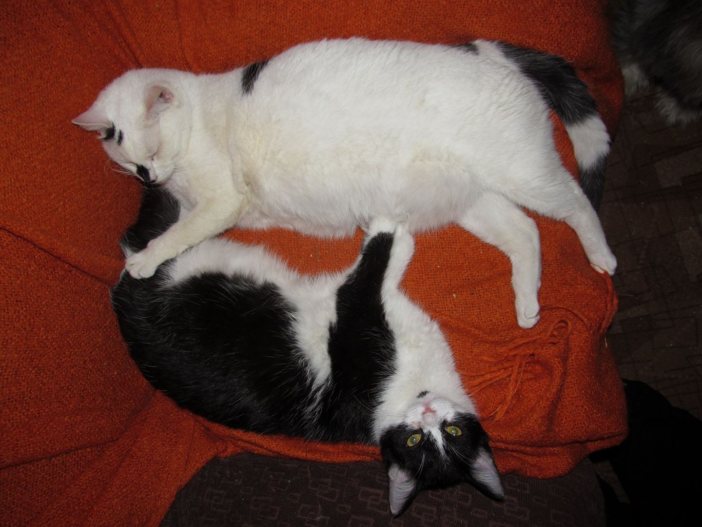 15369134_723071944524078_5882910715351453033_o