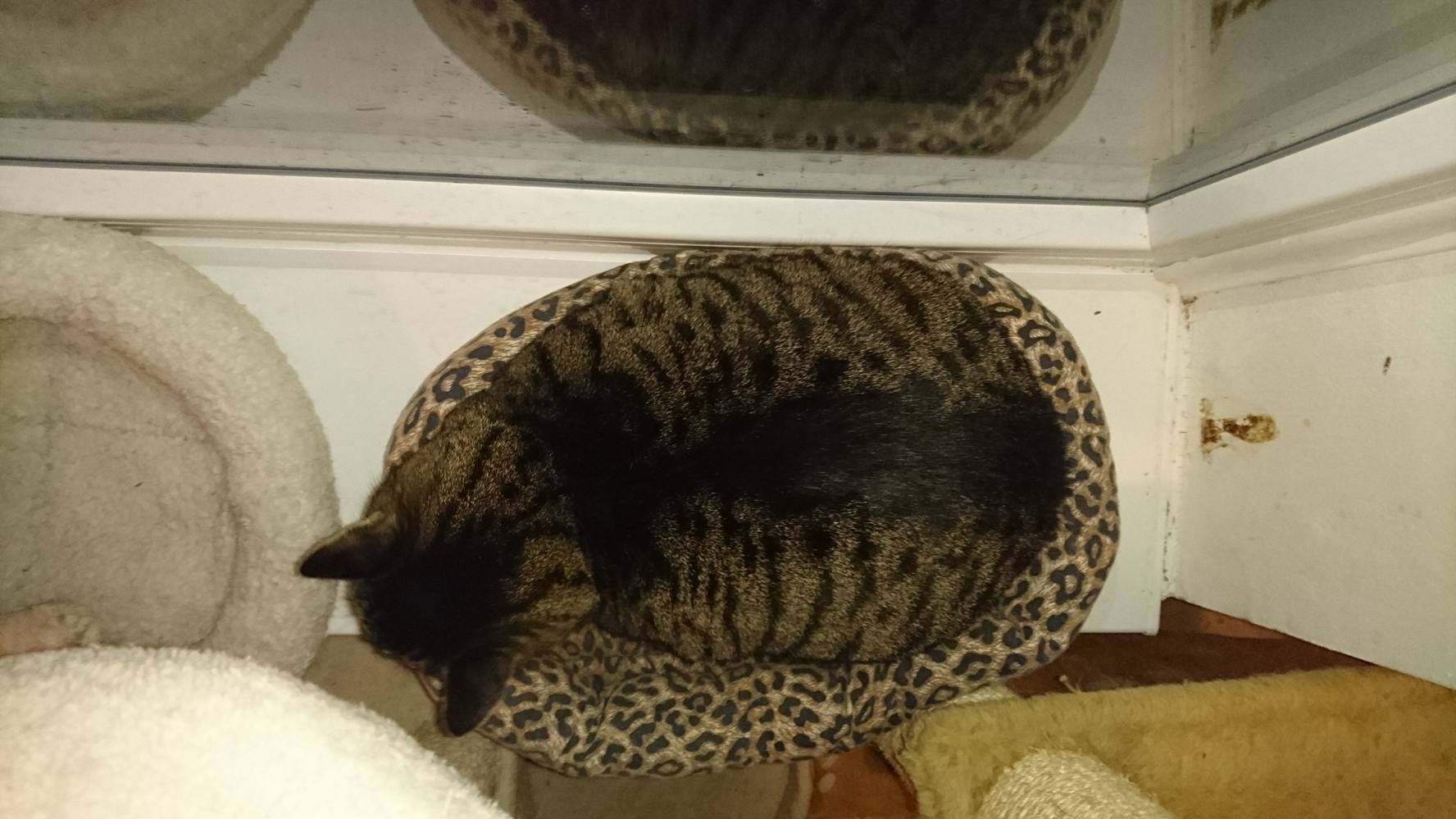 15369223_720643108100295_2160898836683991872_o