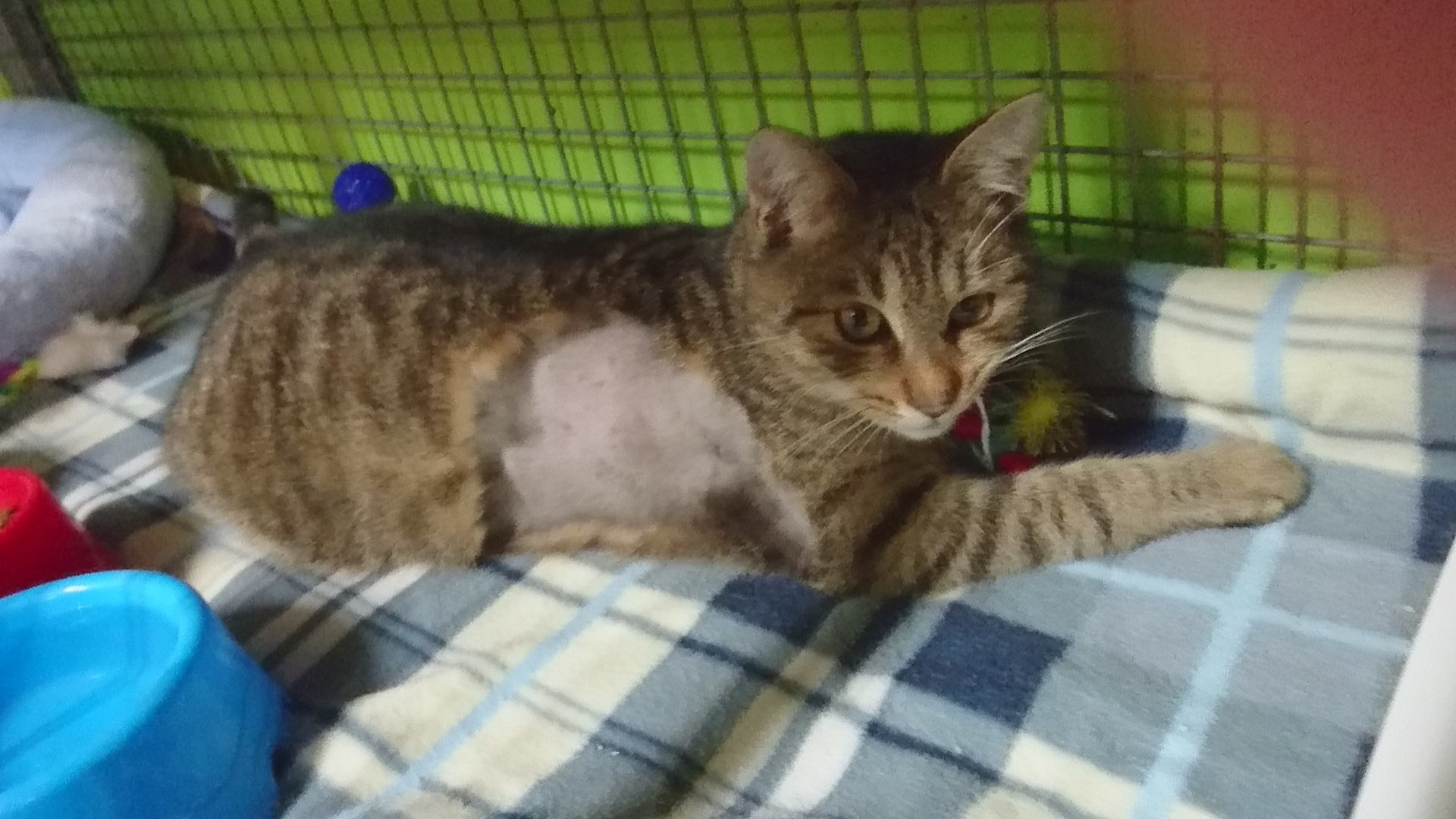 15384363_722789274552345_4990941779471454770_o