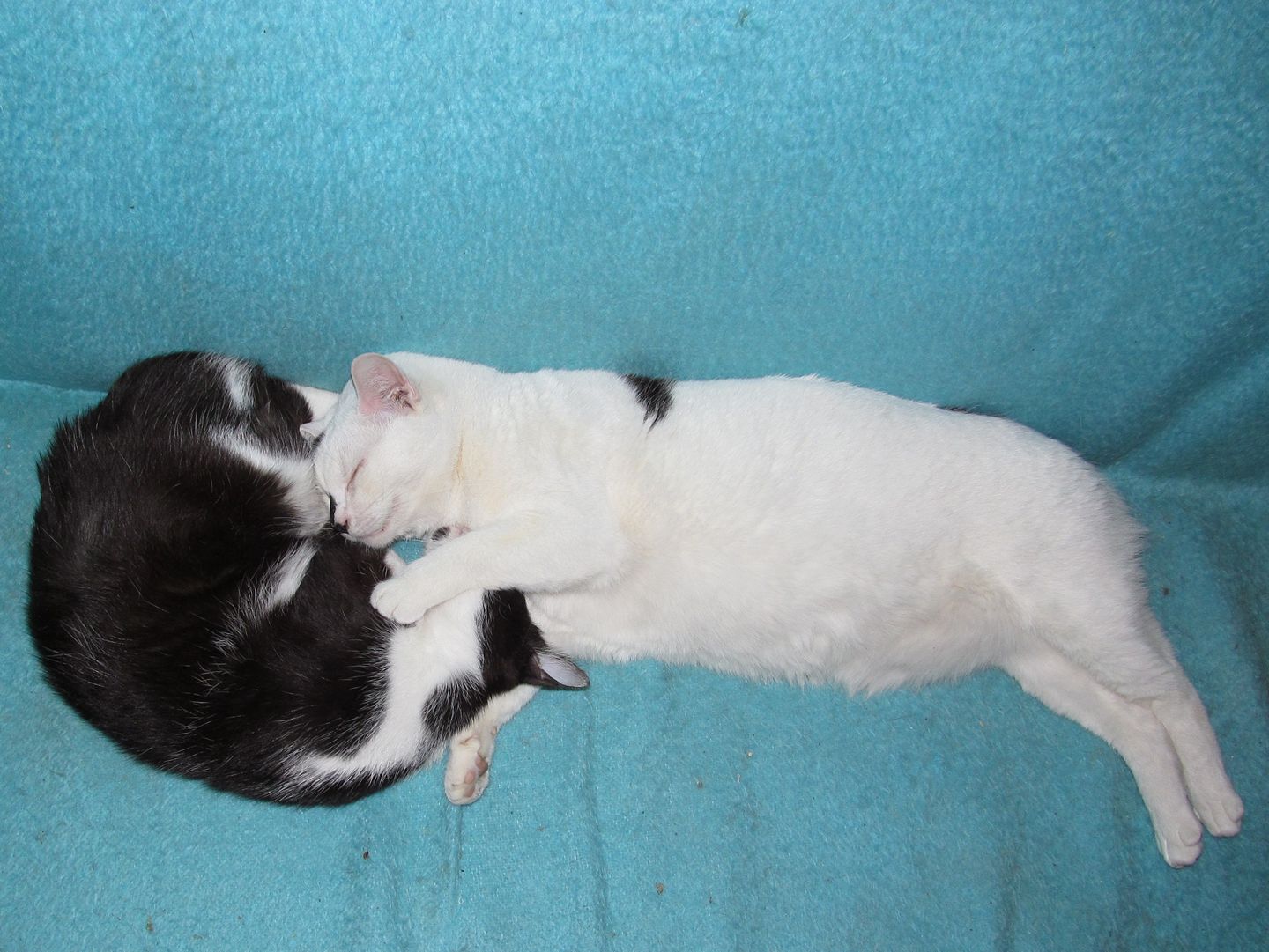 15384477_723071911190748_3846726753982175424_o