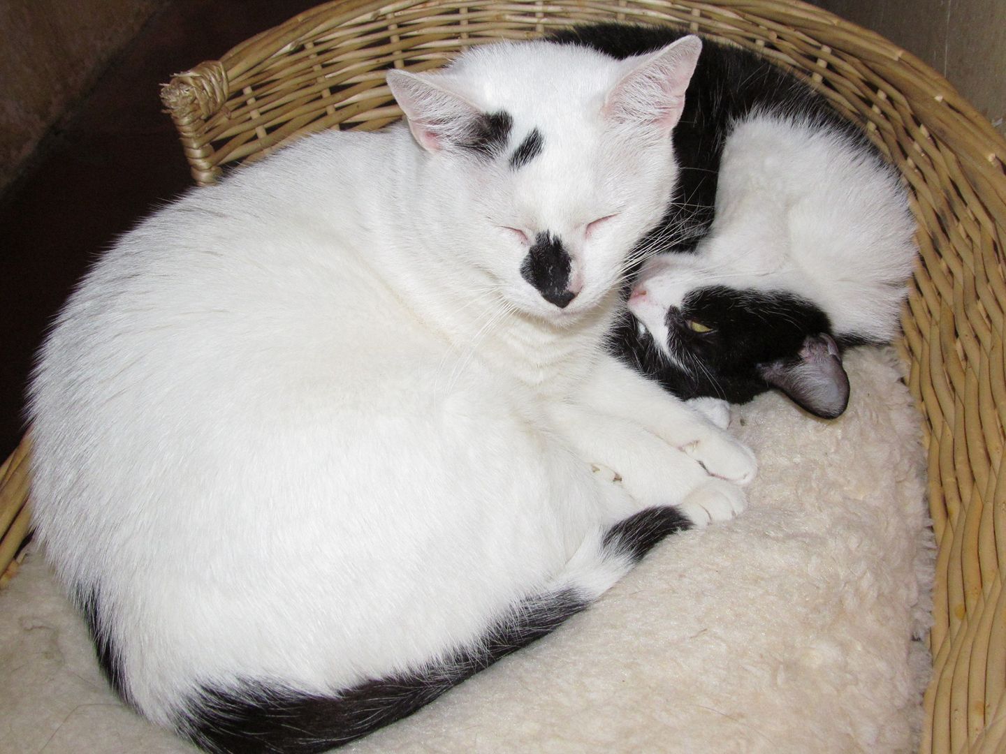 15384618_723071801190759_4067522037450414900_o