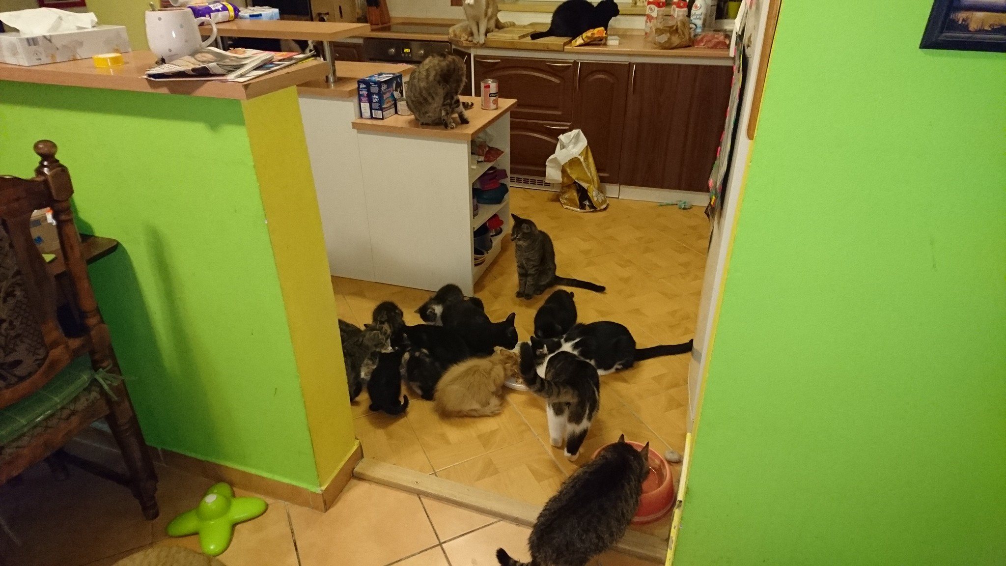 15385447_721445331353406_4944396649874880066_o