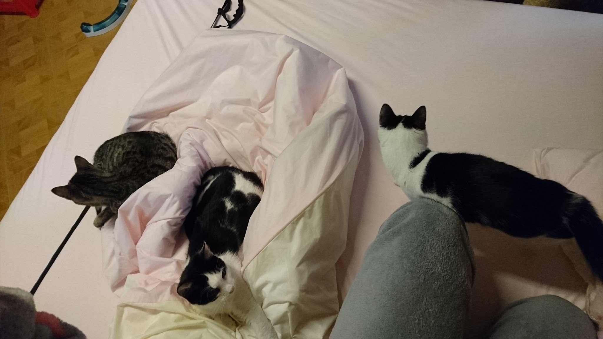 15385460_725243000973639_9187928416280633350_o