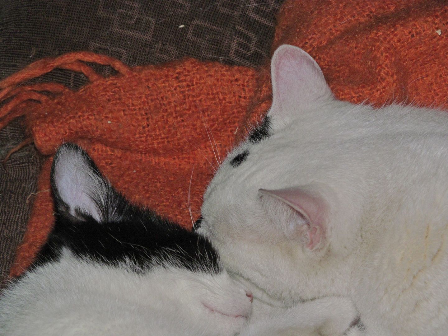 15385539_723071987857407_7583957260919651292_o