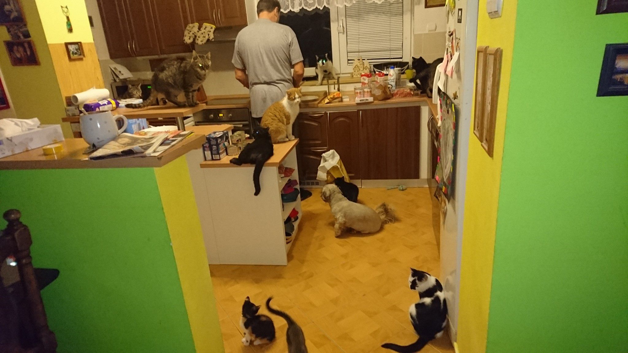 15391501_721445391353400_5357211774140111516_o