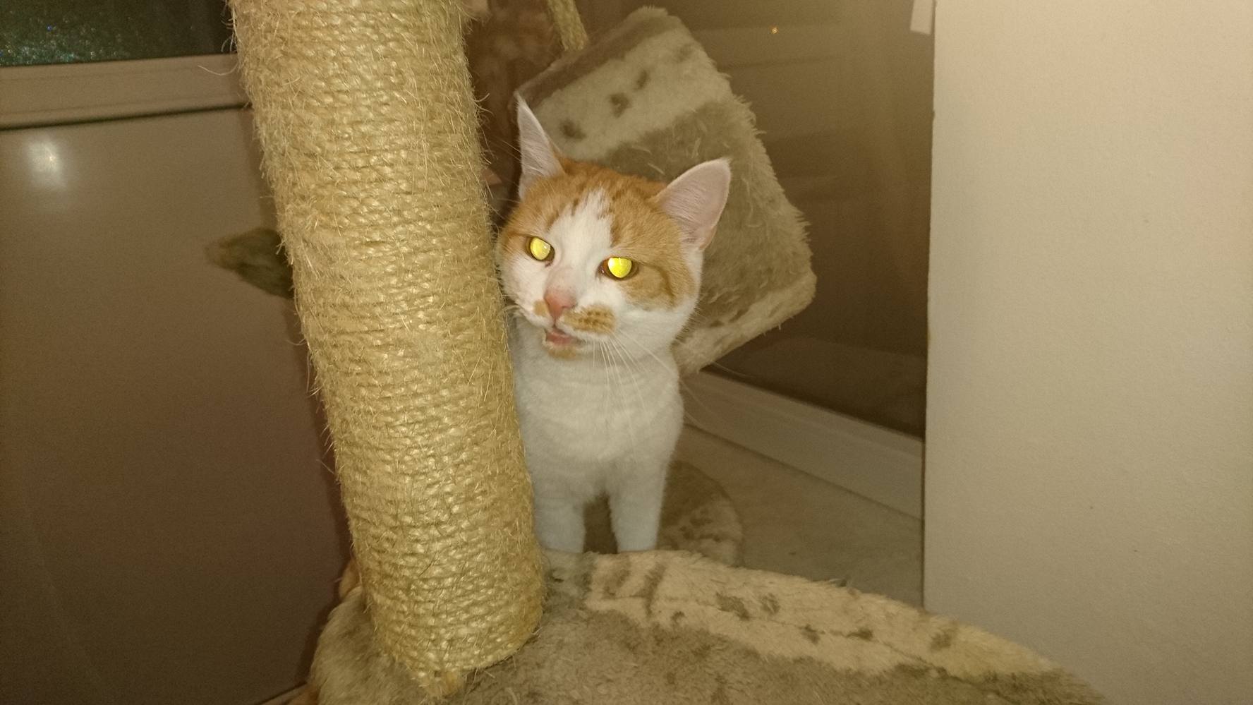 15392790_720643068100299_375479249703029624_o