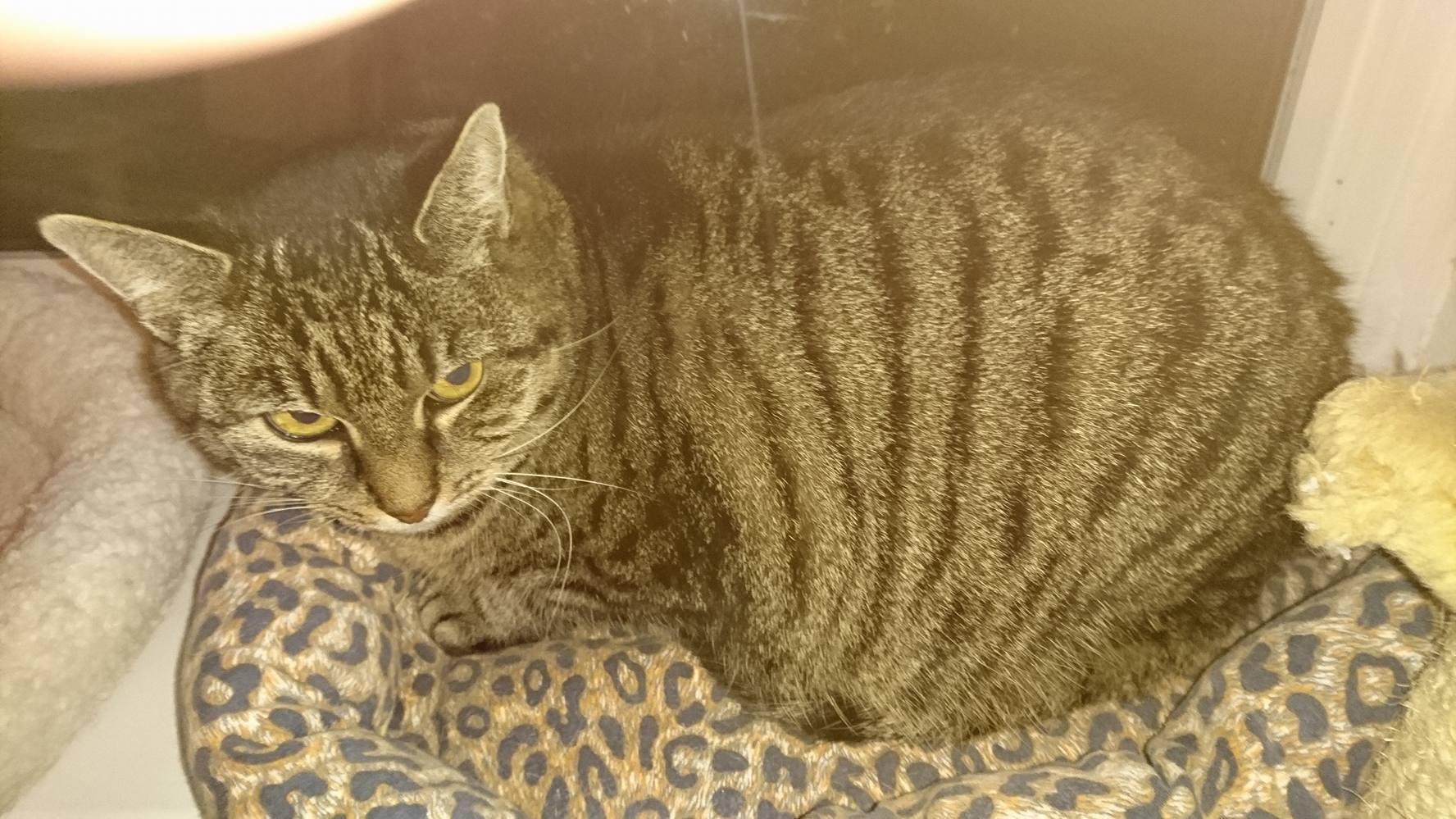 15392847_720643254766947_8686383165001300342_o