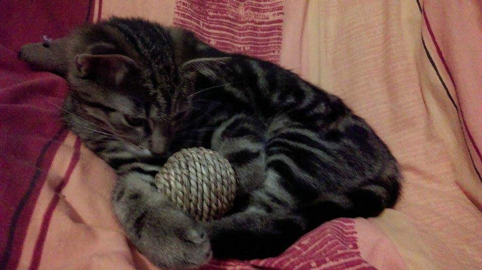 15400492_726225917542014_1991634306935997955_n