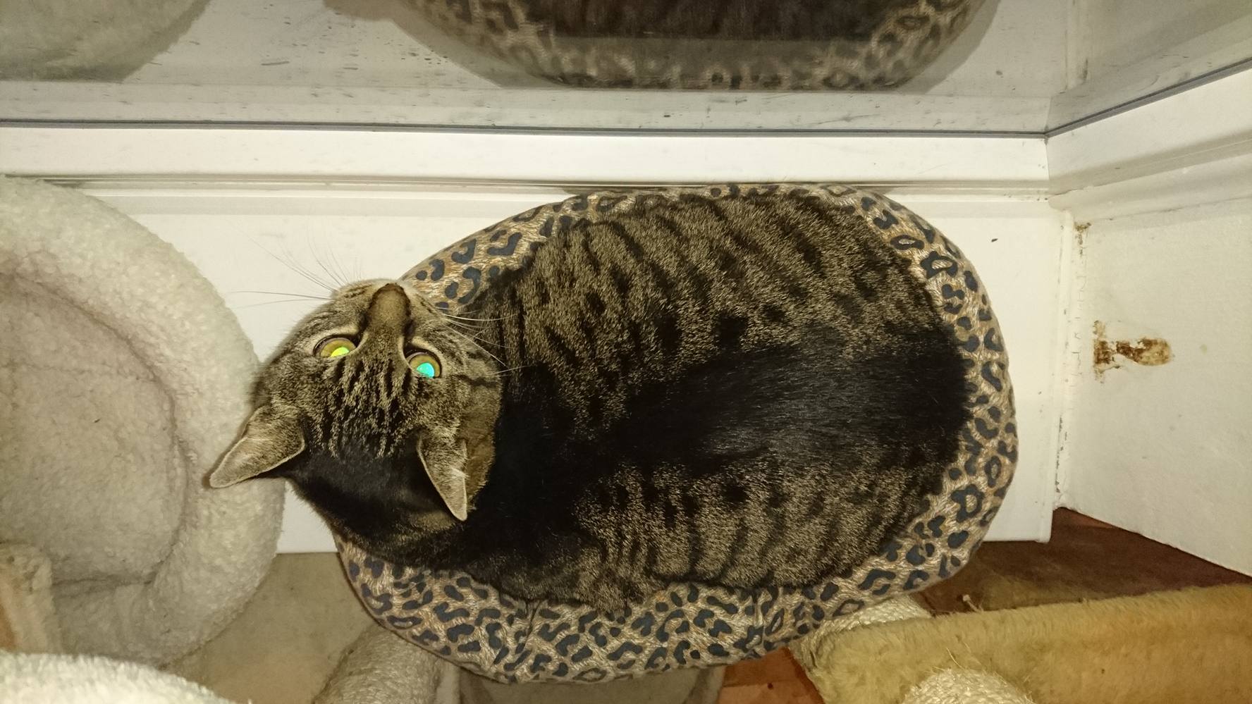 15403878_720643131433626_1707641926014486864_o