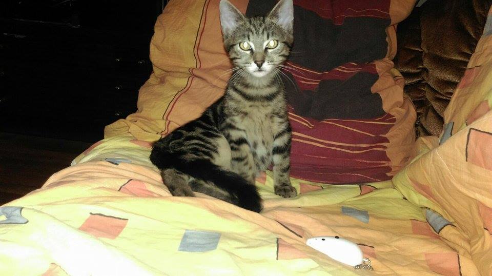 15416949_1300721533307861_1490383505_n