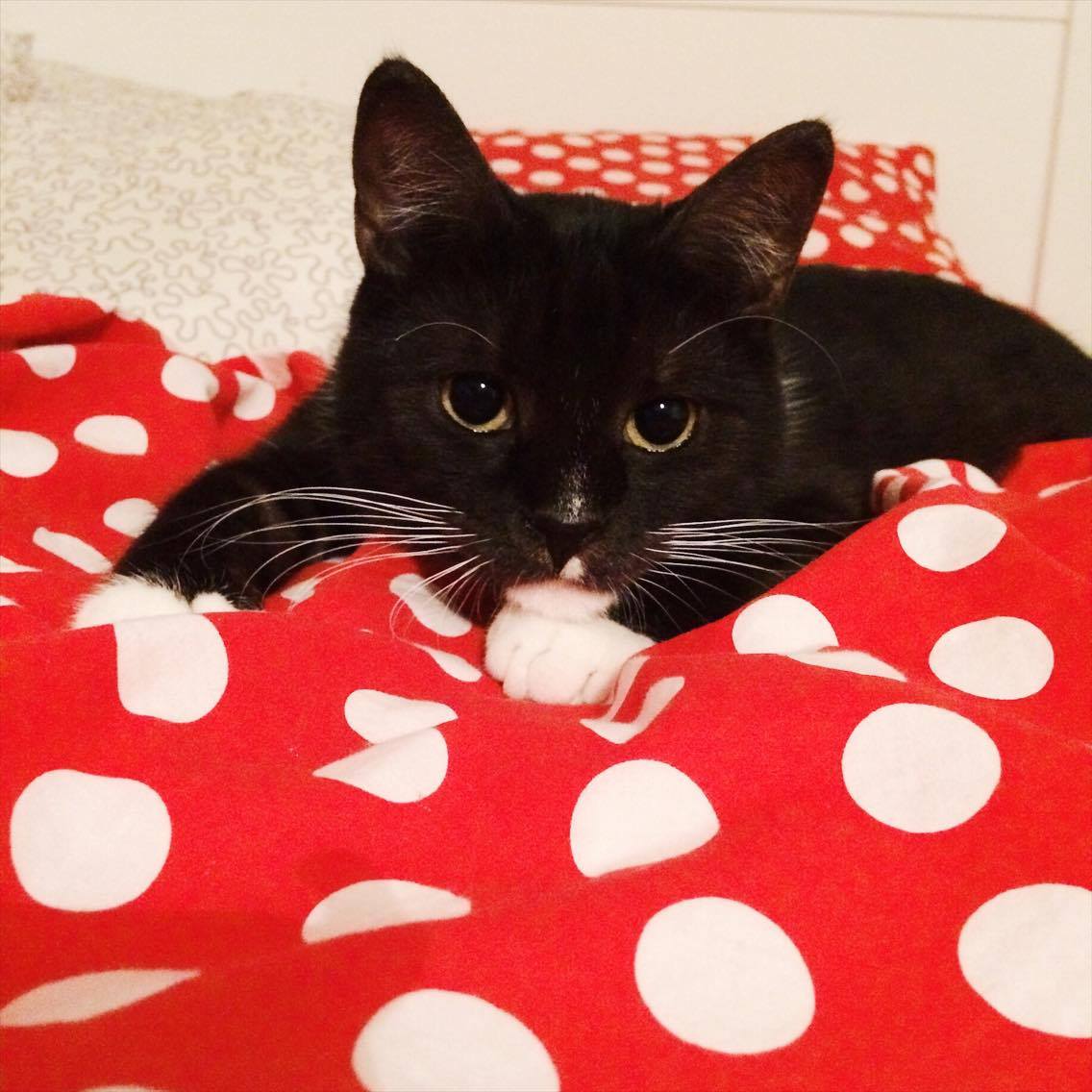 15417870_10202515690329587_1043102338_o