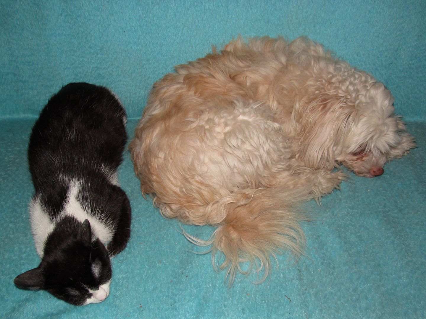 15440597_723071901190749_8629414765242159052_o