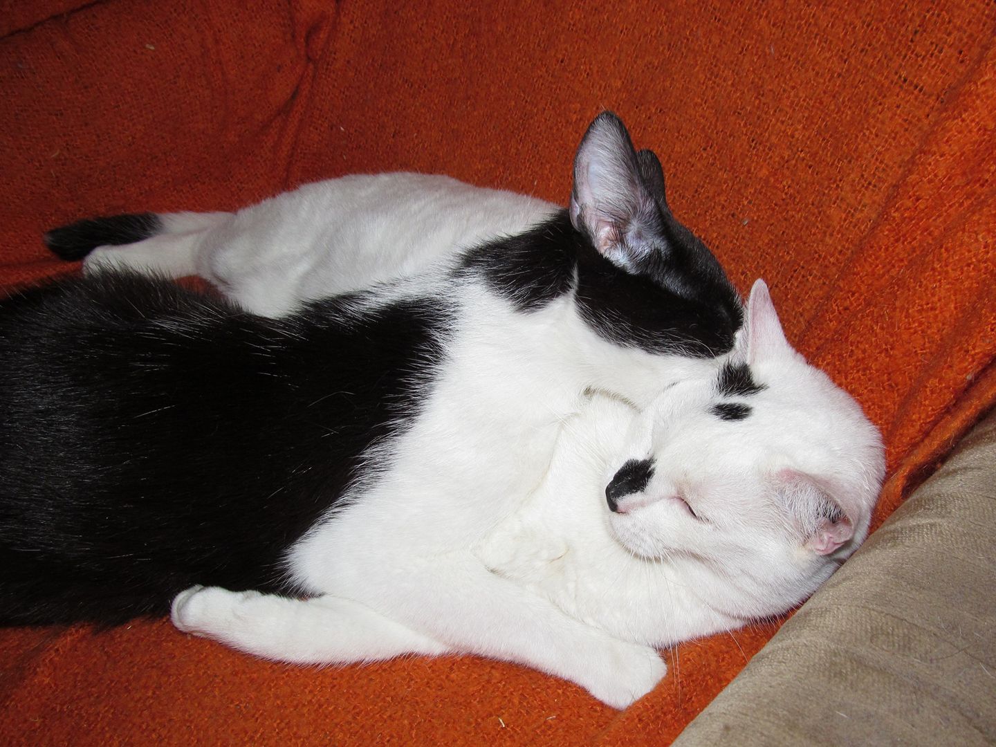 15443020_723071884524084_5824312198283219024_o