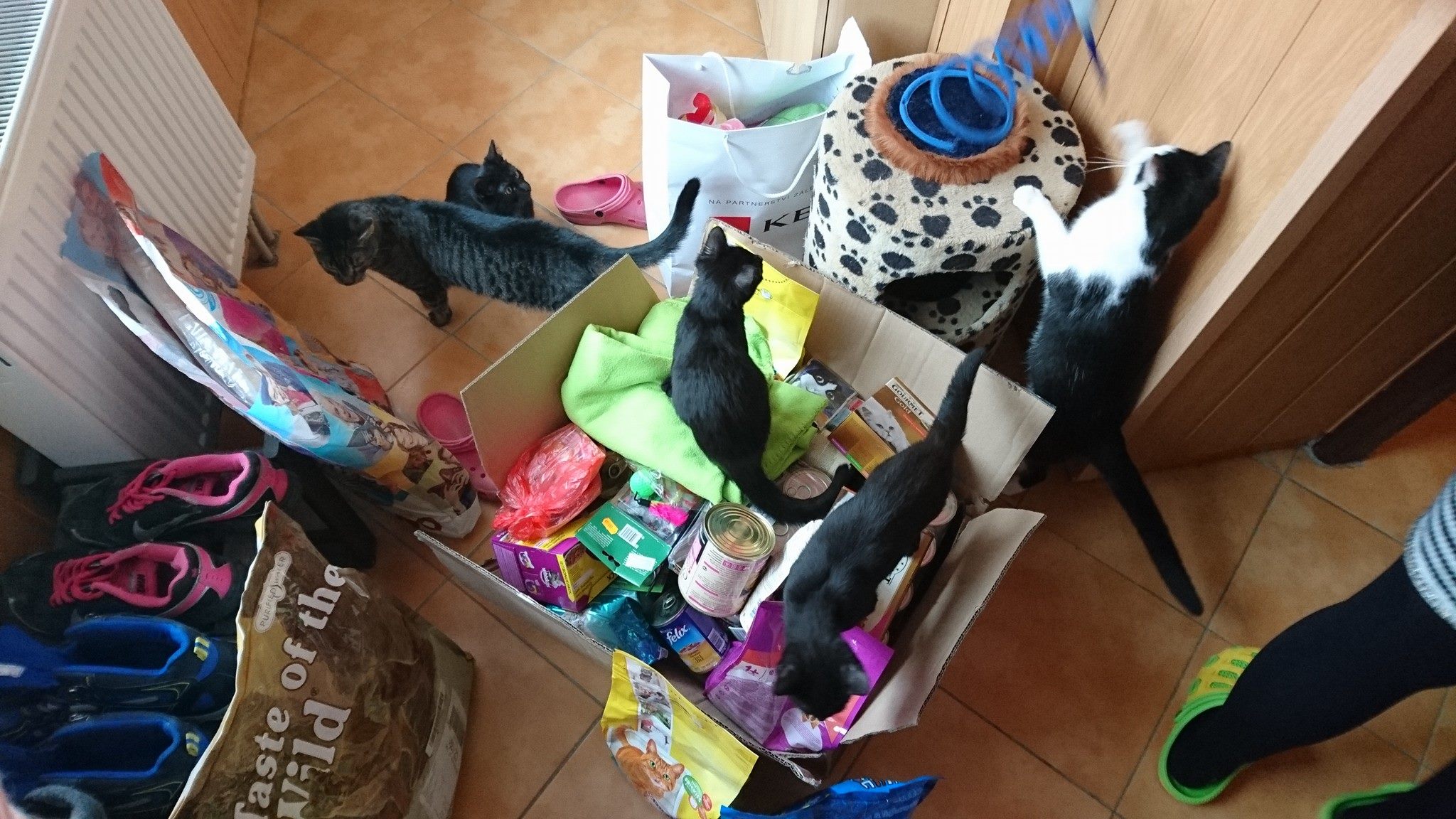 15443163_725243214306951_4536009280247465967_o