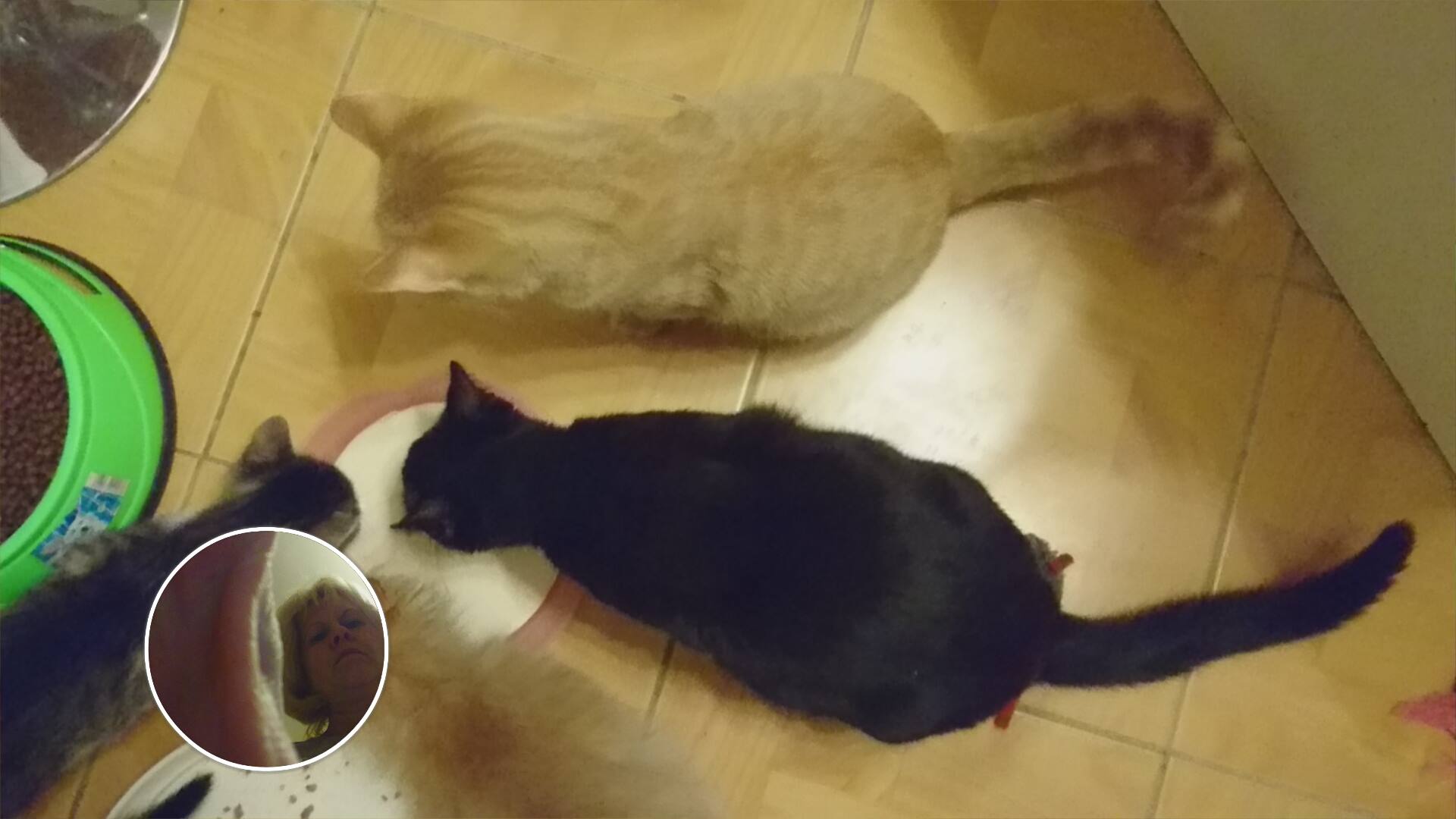 15443230_726357664195506_1775965324348713861_o