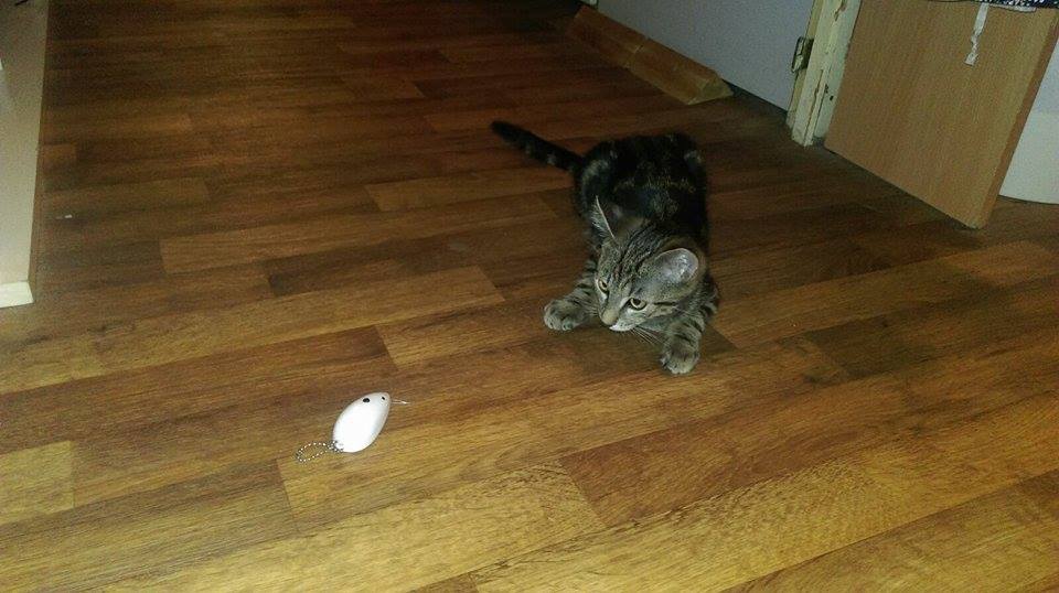 15451211_1300763679970313_977053372_n