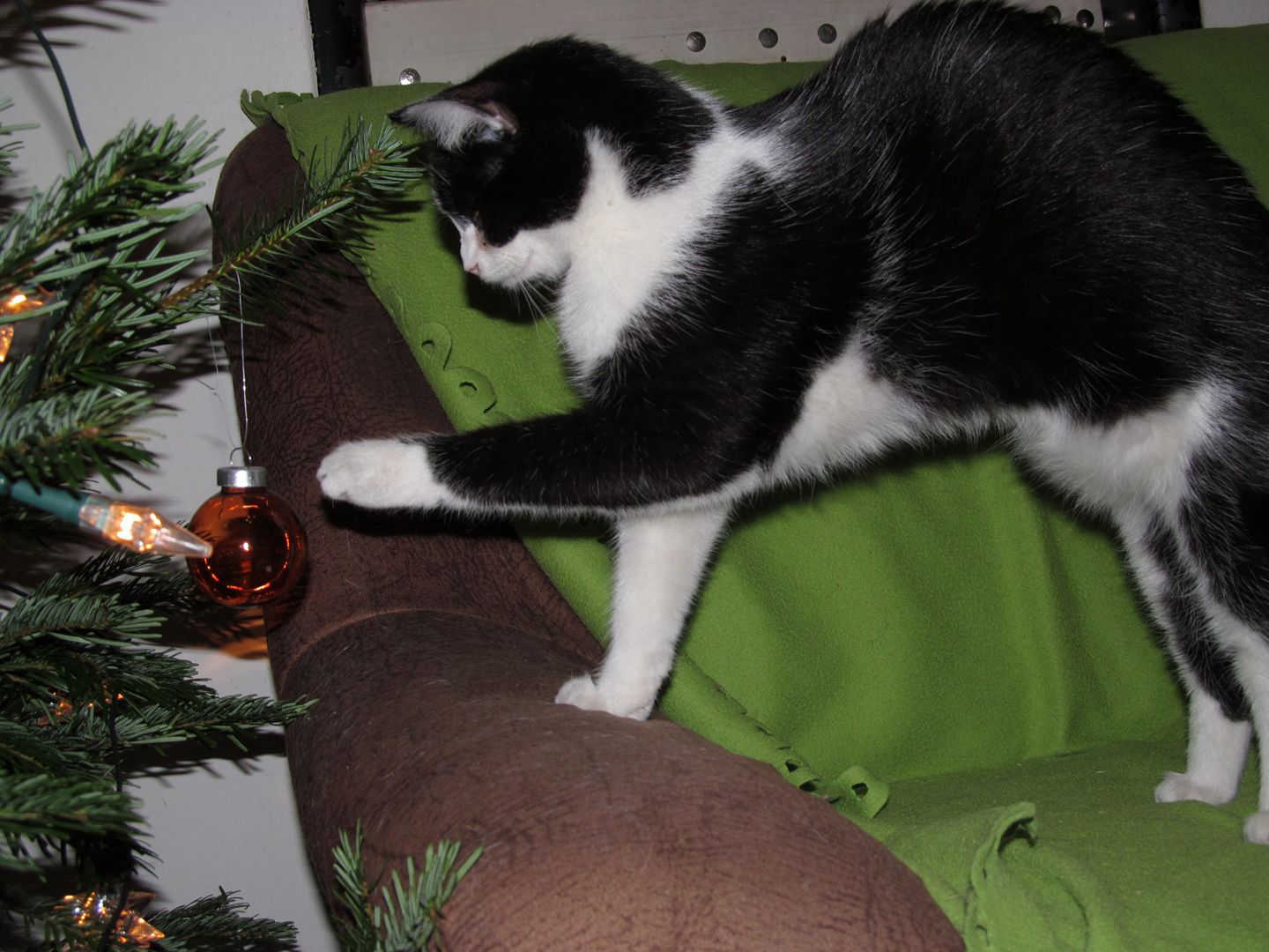 15493286_723071861190753_4463125058428668972_o