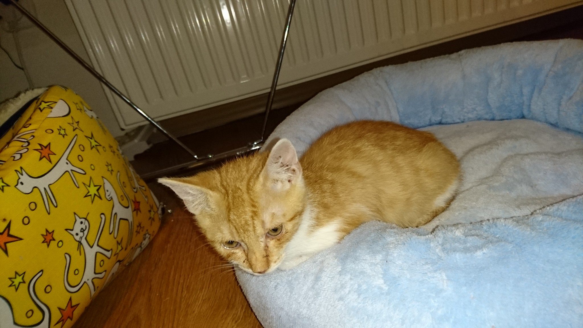 15493432_726353660862573_2553128149215283622_o